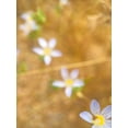 thumbnail image 2 of Popcorn 15x18 White Modern Wood Framed Museum Art Print Titled - Purple Flower IV, 2 of 4