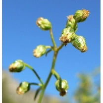 Tarragon Herb Seeds for Planting (50 Seeds) - Artemisia Dracunculus, Dragon Herb
