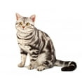 thumbnail image 2 of American Shorthair Cat Wall Decal by Wallmonkeys Peel and Stick Graphic (48 in W x 46 in H) WM60156, 2 of 4