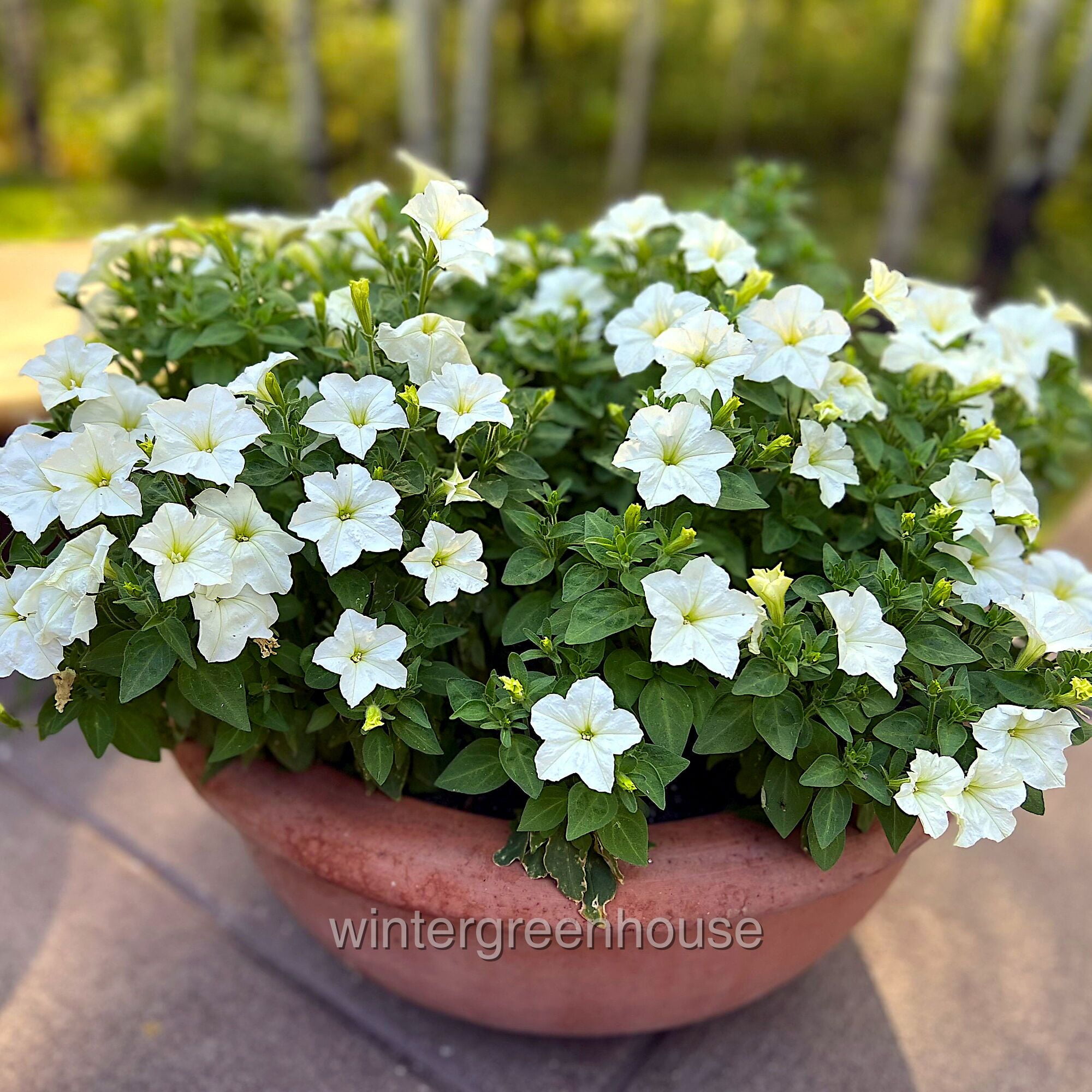 Petunia, Firefly - Pot Size: 4.5" - Flowering Plants, Plants