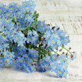thumbnail image 1 of Serviettes de Déjeuner Forget Me Not, 1 of 1