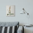 thumbnail image 2 of Stupell Industries Botanical Plant Illustration Flowers Vintage Design Canvas Wall Art by Unknown, 2 of 6