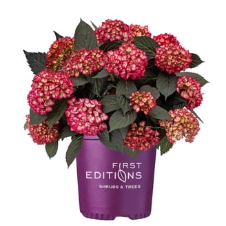 Expert Gardener Glory Blue Hydrangea (2.5 Gallon) Blue to Pink