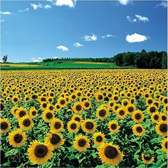 Chamberart 500 Piece Premium Jigsaw Puzzle A Sunflower Field A5091