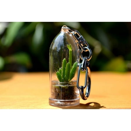 Coral Cactus Live Plant  Keychain Cactus Terrarium Gift 