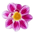 thumbnail image 4 of Better Homes & Gardens 2 Quart Multicolor Dahlia Annual Flowers Outdoor Live Plants Full Sun, 4 of 8