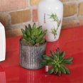 thumbnail image 2 of Vickerman FA170501 Succulent de Cactus Verts, 2 of 3