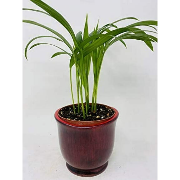 Red Ceramic Pot Plant Collection by JMBAMBOO (Areca Palm)