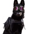 thumbnail image 4 of Lunettes de Soleil pour Chien avec Sangle Réglable pour Voyage Ski et Anti-Buée Lunettes de Neige pour Animaux, 4 of 5