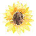 thumbnail image 3 of CafePress - Cute Yellow Sunflower T Shirt - Men's White Classic Cotton T-Shirts, 3 of 4