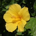 thumbnail image 2 of American Plant Exchange Yellow Hibiscus Bush in 10" Pot, Full Sun, Pet Friendly, 2 of 5