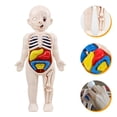 thumbnail image 2 of CNKOO 1 Set Human Torso Model Human Body Organs Model Assembly Toy Anatomy Doll, 2 of 6