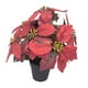 thumbnail image 5 of Planta de Pascua artificial navideña Plantas artificiales Decorativas navideñas 7 cabezas, 5 of 9