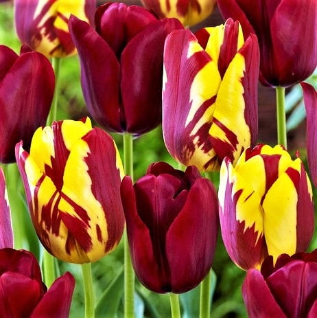 Tulip Perfect Match Mix (30 pack) Bulbs, Multi-color Flowers - Professional Growers from Easy to Grow