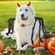 thumbnail image 5 of Decoraciones de Halloween, adornos de Halloween, regalos de Halloween, disfraz de tarántula para mascota de Halloween, disfraz de transformación de perro de Halloween, disfraz de decoración de tarántu, 5 of 6