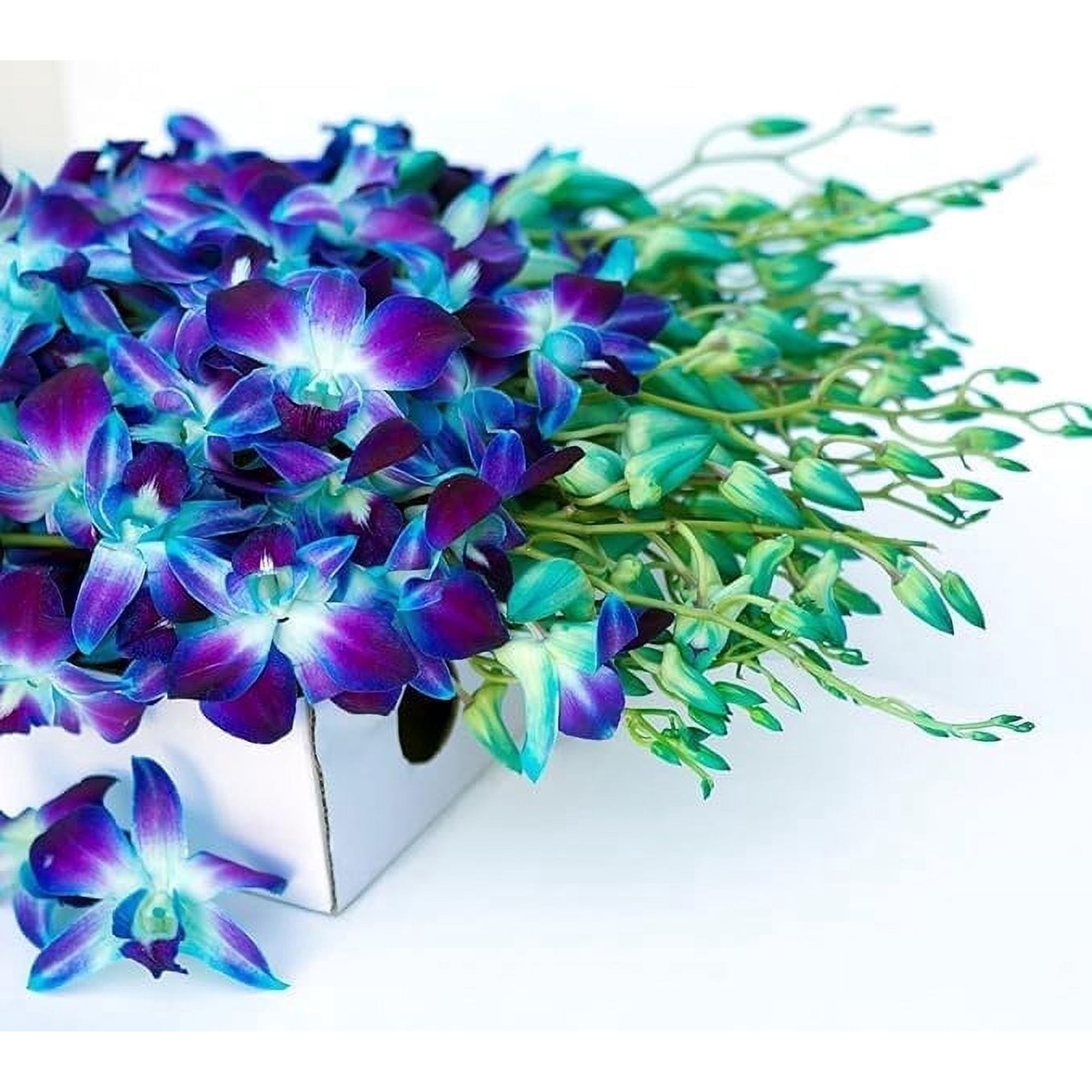 KaBloom : 40 Blue Dendrobium Orchid Next-Day Delivery Gift for Every Occasion.
