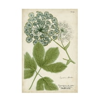 Trademark Fine Art Weinmann Queen Annes Lace Green Canvas Wall Art - 16x24