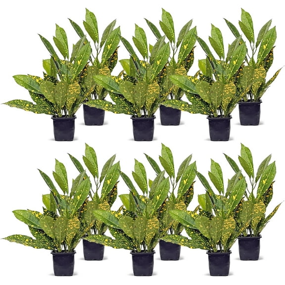12 Pack Live Croton Gold Dust, Indoor Potted Variegated Houseplant, Housewarming Gift for The First Home, Plant Lover Gift, Thank You Gift, Birthday Gift, Office Plant in 3" Pot