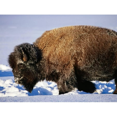 Bison in Snow, Yellowstone National Park, U.S.A. Print Wall Art By Christer