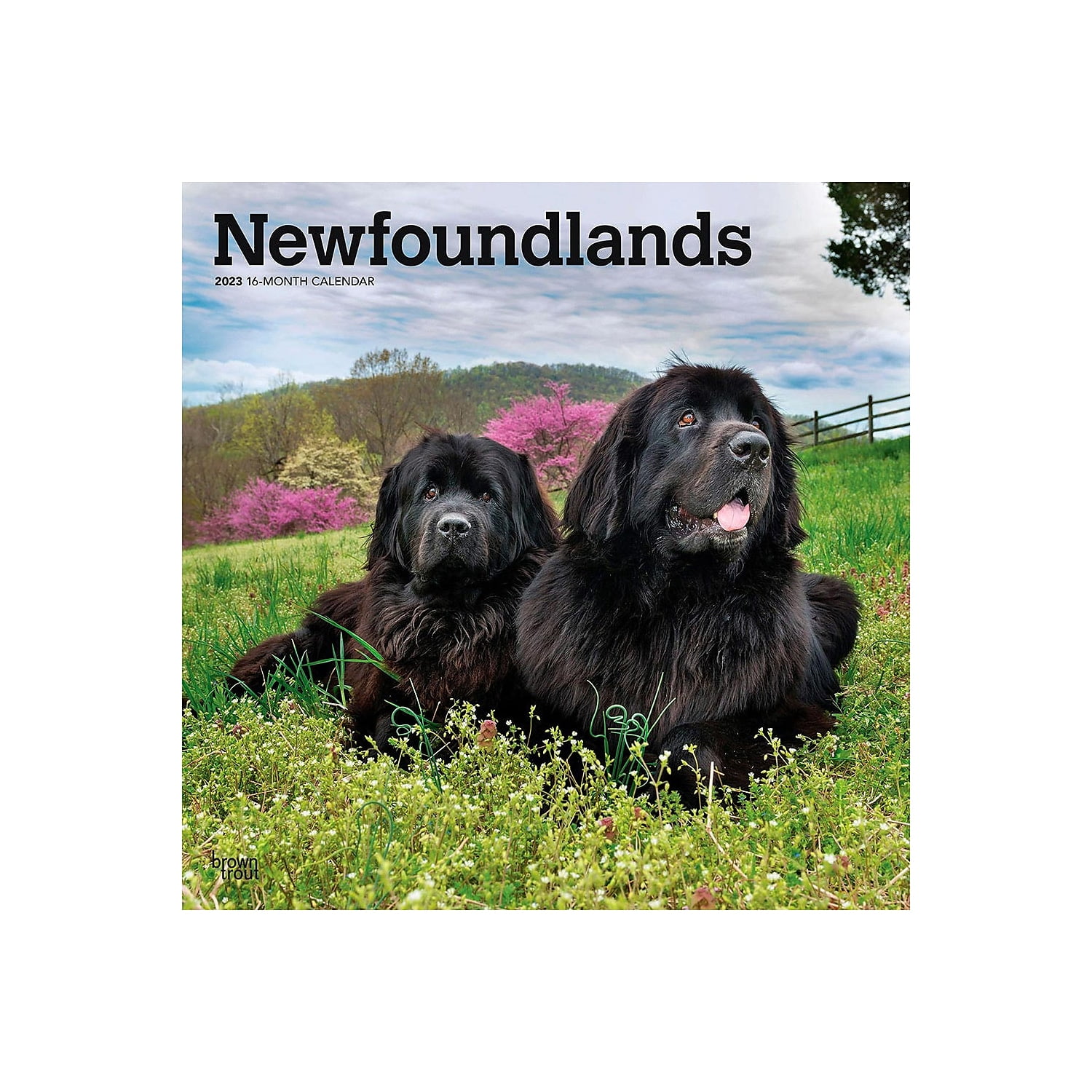 Newfoundland Breeders | lupon.gov.ph