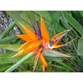 thumbnail image 4 of Orange Bird of Paradise - Live Plant in a 3 Gallon Pot - Strelitzia Reginae - Rare and Stunning Tropical Evergreen Plant, 4 of 6