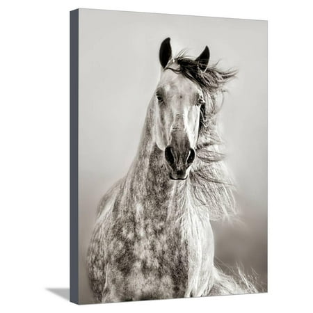 Caballo de Andaluz Horse Portrait Animal Black and White Photography Stretched Canvas Print Wall Art By Lisa (Best Caballo Art Horse)