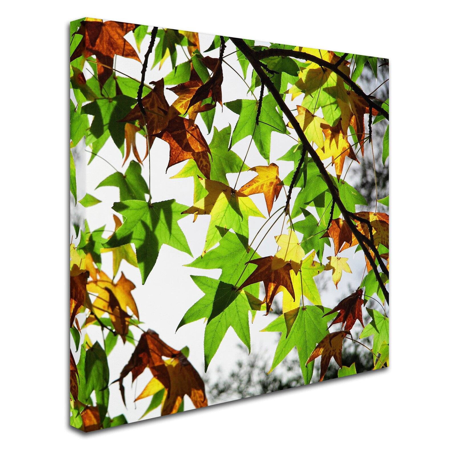 Trademark Fine Art "First Signs" Canvas Art by Beata Czyzowska Young