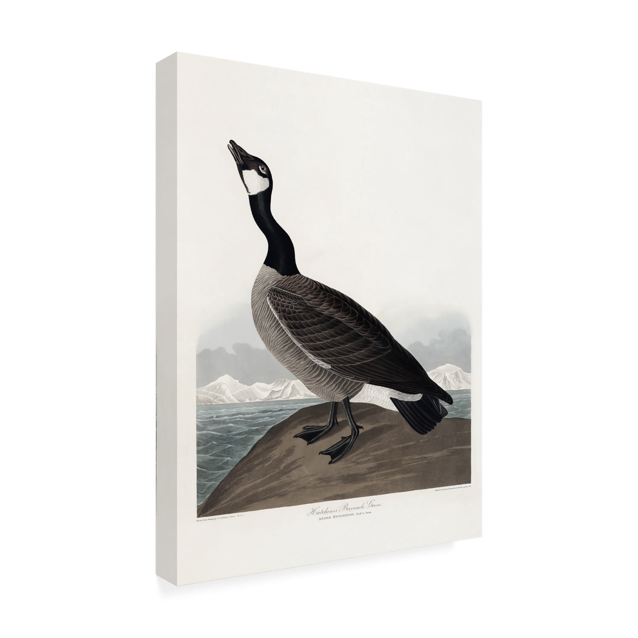 Trademark Fine Art Pictufy   Hutchins's Barnacle Goose From Birds of America 1827 Canvas Wall Art