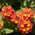 thumbnail image 3 of American Plant Exchange Lantana Dallas Red in 6" Pot, Full Sun, Drought Tolerant, Vibrant Cluster Flowers, 3 of 7