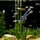 thumbnail image 4 of Raindrops De Para De Peces Multicolor Y, 4 of 7