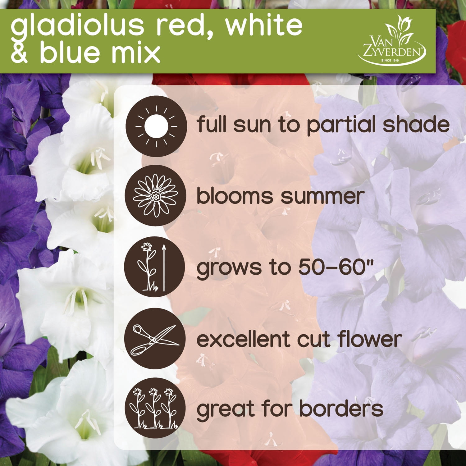 Expert Gardener Gladiolus Patriotic Mix Plant Bulbs, Red White & Blue, Set of 16, Partial Sun