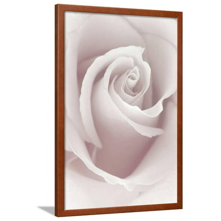 Anna Rose - Rose Abstract Framed Print Wall Art By Anna Miller