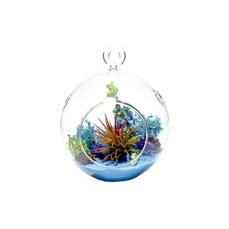 Air Plant Terrarium Kit Aquatic Paradise Natural Accents Series Air Plant Terrarium Kit Aquatic Paradise Natural Accents Series 4 Gl Globe Nautical Crush Trading Tm Live