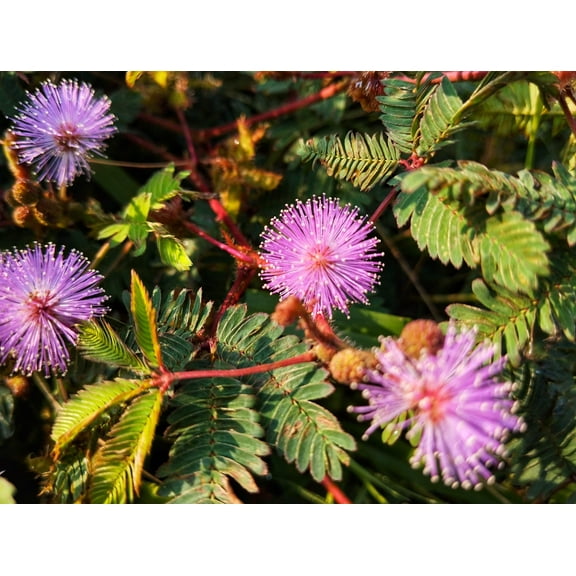 100 MIMOSA / SENSITIVE PLANT / Touch Me Not - Schrankia Uncinata Flower Seeds