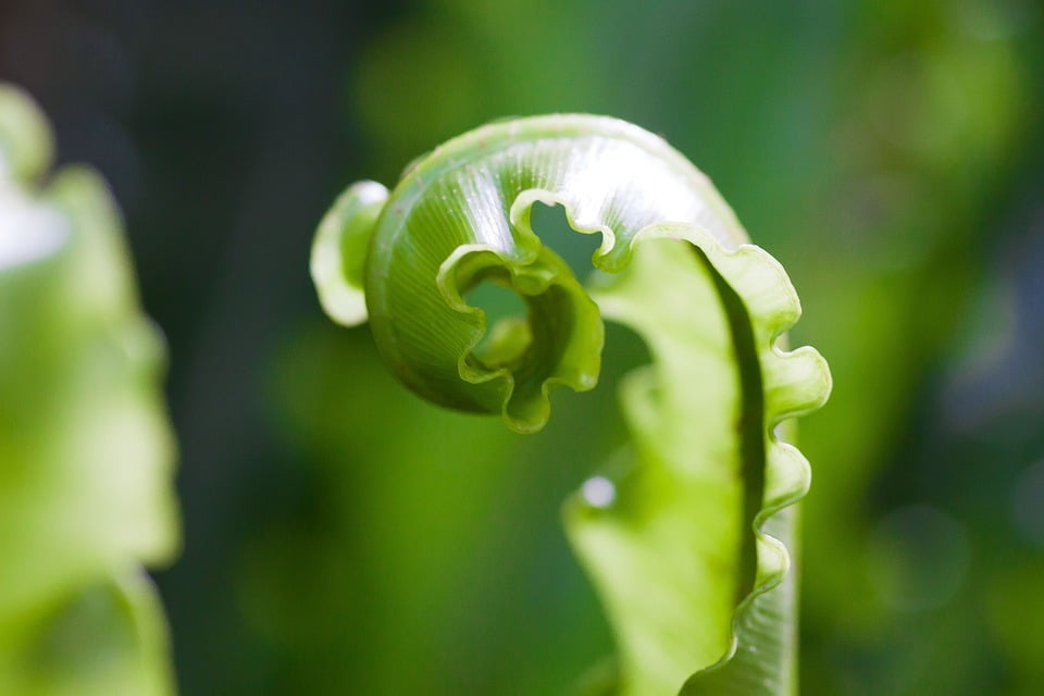 Fern Fiddlehead Plant Green Vascular Cryptogams12 Inch BY