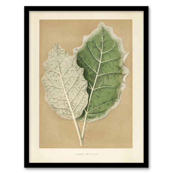 White Margined Nightshade Leaves Fawcett Framed Wall Art Print 12X16"