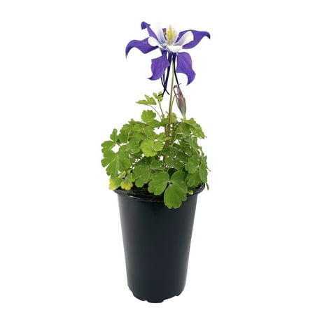 Expert Gardener Aquilegia Basel Columbine Plant, Flowering Outdoor Plants, 1 Pt Pot, Full Sun