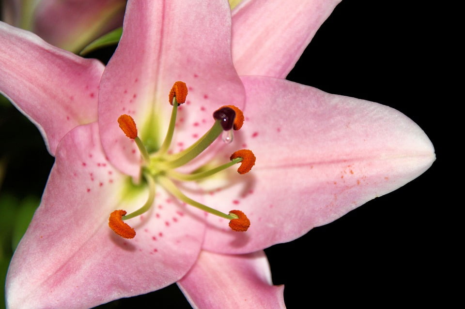 nectar flower nectar flower