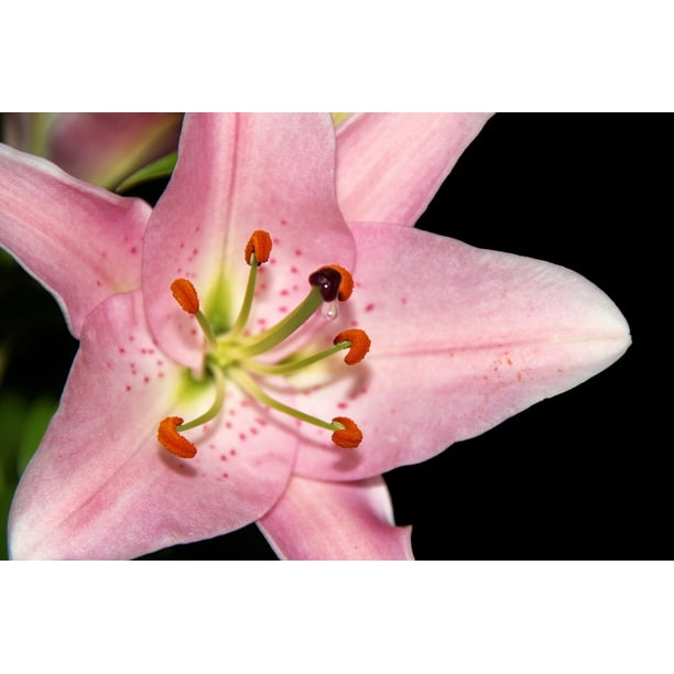 Pollen Flower Nectar Lily Nectar Pistil12 Inch BY 18 Inch Laminated