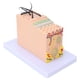 thumbnail image 5 of Modelo de piel, modelo de piel anatómico ampliado 35X Modelo de piel ampliado X Modelo de piel anatómico Tecnología de vanguardia, 5 of 14