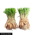 thumbnail image 2 of Patterson Hybrid Onion Dormant Bare Root Vegetable Roots, 2-bunches per offer, 2 of 2