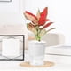 thumbnail image 4 of Jarrón hidropónico con maceta transparente autorregante | Jardinera de vidrio plástico imitado 5.12x3.94" | Riego automático, decoración para el salón, bambú de la suerte, arreglo de rosas, 4 of 6