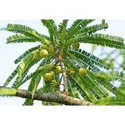 10 INDIAN GOOSEBERRY Phyllanthus Emblica Emblic Edible Fruit Tree Seeds