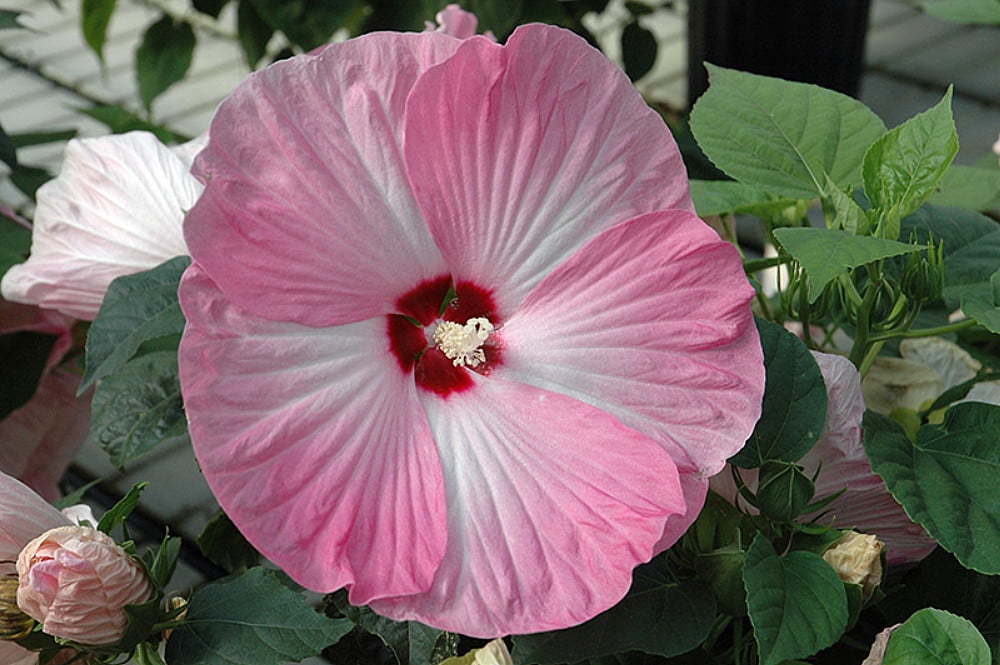 Carolina Pink Hardy Hibiscus Plant 4&quot; POT