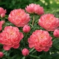 thumbnail image 2 of Peony, Low Maintenance - Easy Grow - Ideal for Beds Borders, Plant Pots & Planters, 2 of 6