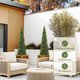 thumbnail image 5 of 3/4/5ft artificial cedar tree in pot perfect para indoor y outdoor front porch y garden decor (1pc 5ft), 5 of 5