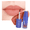 Bold Fuchsia 004, variant on RUBY VIBE CO Matte Liquid Lipstick, True Red Long-Wear Lip Color with Velvety Non-Drying Finish, 0.23 fl oz
