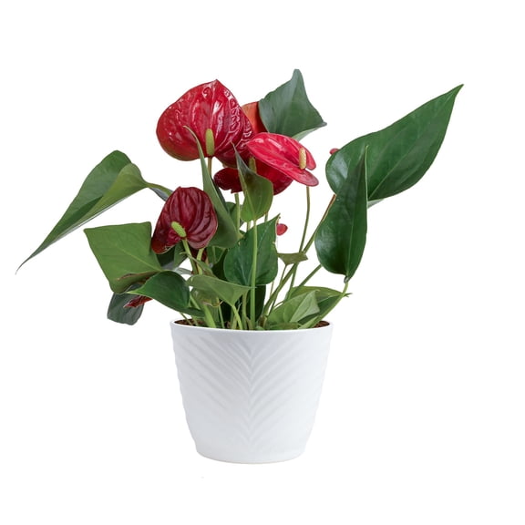 Costa Farms 10" Tall Red Anthurium Live House Plants in 4" Décor Pot