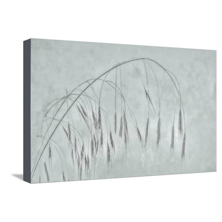 USA, Washington State, Seabeck. Grass seed heads. Stretched Canvas Print Wall Art By Jaynes