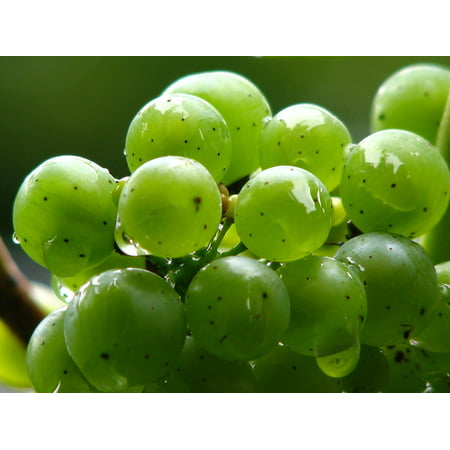 Canvas Print Vine Green Grapes Wine Grapes Green Winegrowing Stretched Canvas 10 x (Top 10 Best Vines)